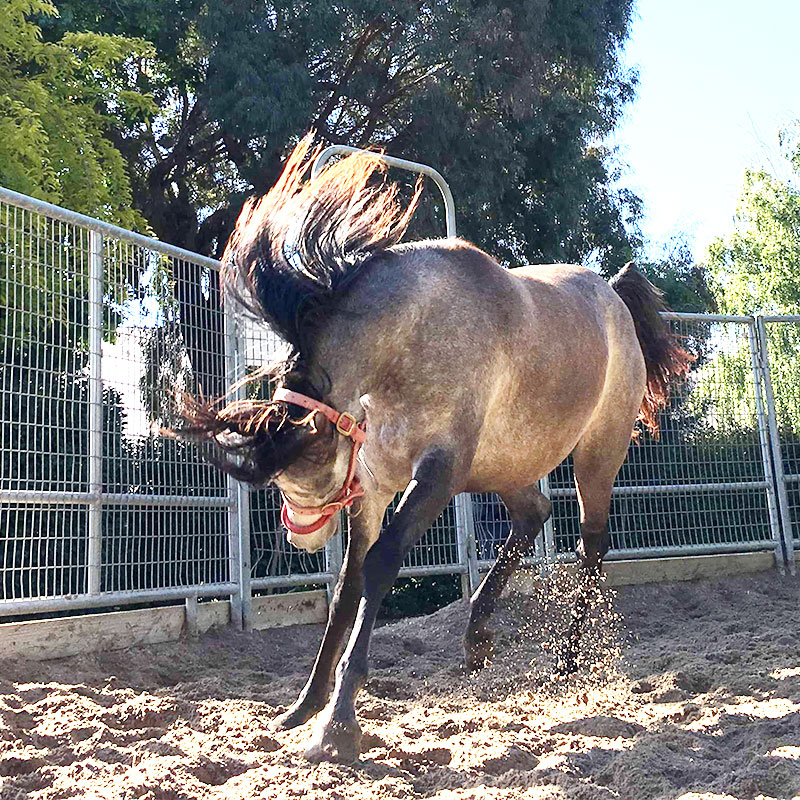 Becoming a Monty Roberts Certified Instructor