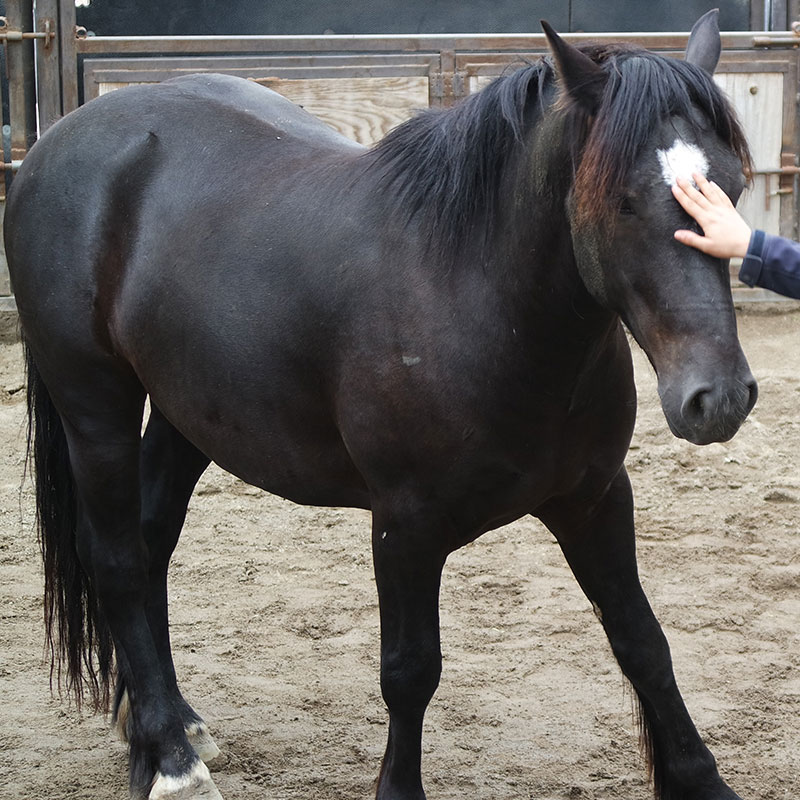 Gentling wild horses Monty Roberts Learning Center