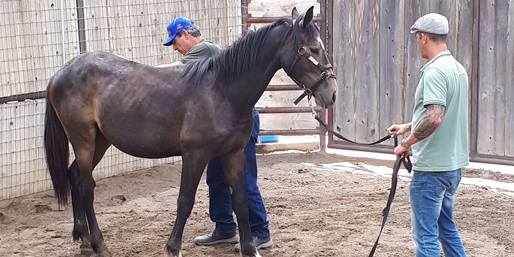 Monty Roberts Advanced Exams