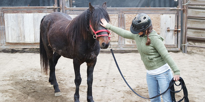 Monty Roberts International Learning Center - Gentling Wild Horses