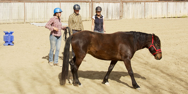 Monty Roberts Courses - Horsemanship 101