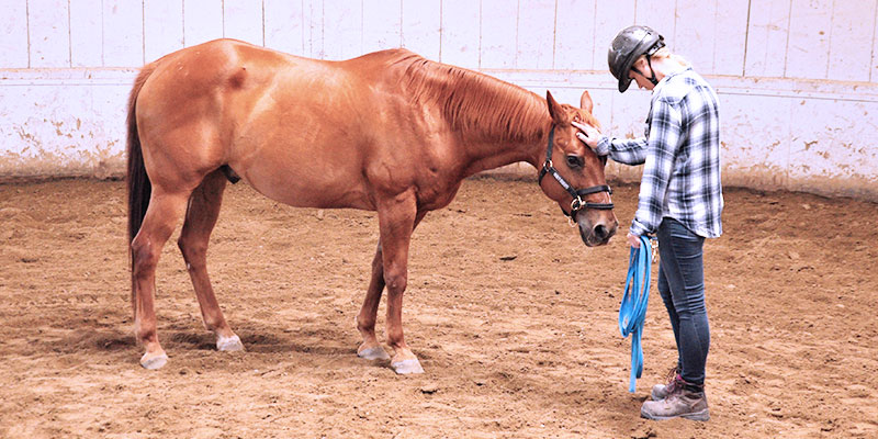 Monty Roberts Courses - Introductory Course of Horsemanship