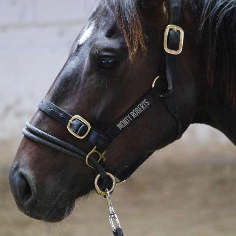 Monty Roberts Dually Halter - Dually horse training halter