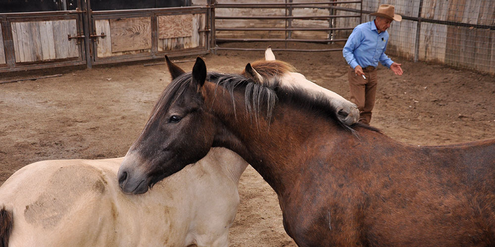 Gentling Wild Horses with Monty Roberts