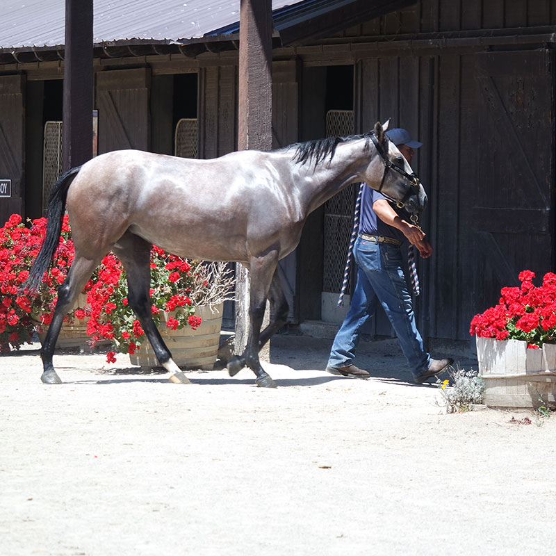 Monty Roberts Horse Boarding Flag Is Up Farms 