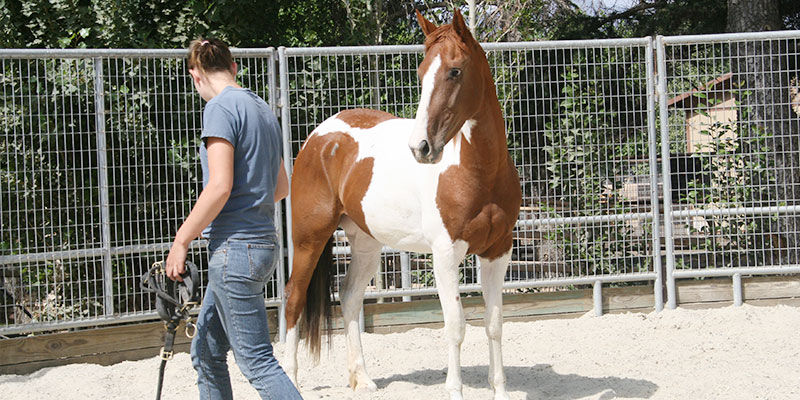 Monty Roberts International Learning Center - Join-Up with a horse