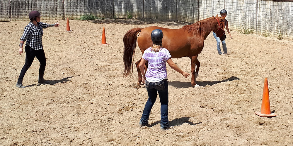 Monty Roberts Introductory Course - Module 01 First Steps