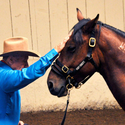 Monty Roberts at Flag Is Up Farms, Solvang, California, with Mustangs, Chief and Beauty