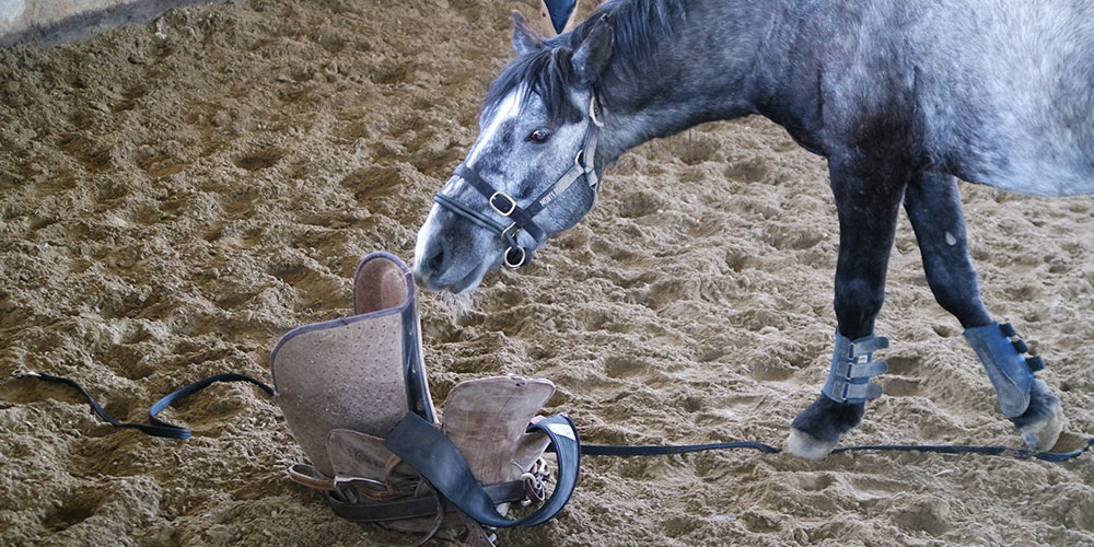 Monty Roberts at Flag Is Up Farms with Mustangs