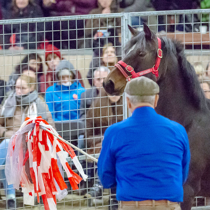 Monty Roberts Online University - desensitizing a spooky horse