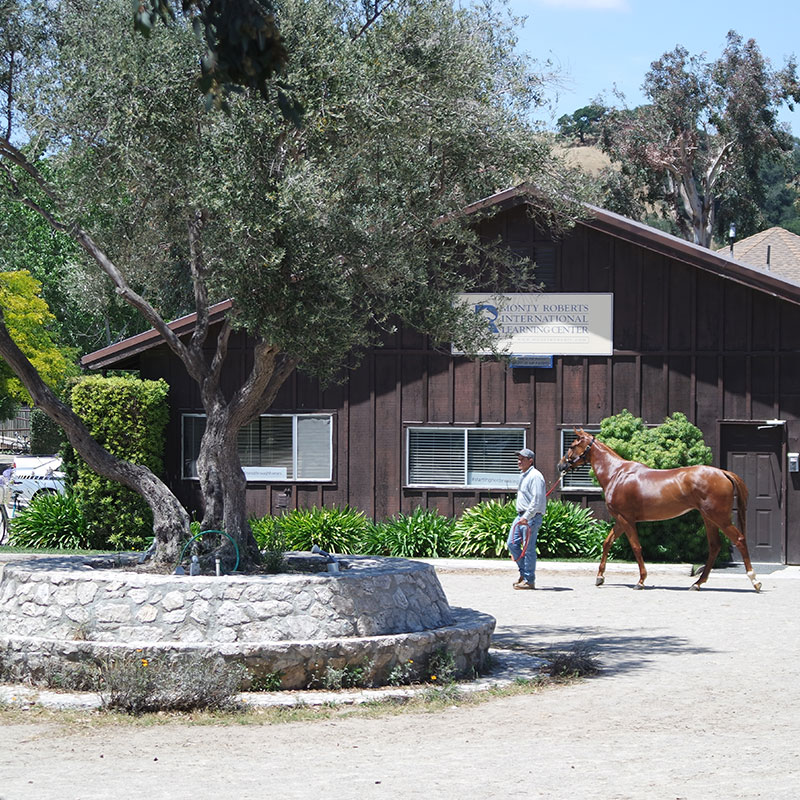 Monty Roberts Horse Sense and Healing with Veterans