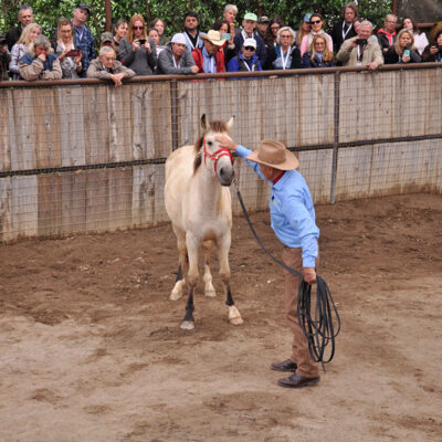 Monty Roberts gentling wild horse at The Movement 2019