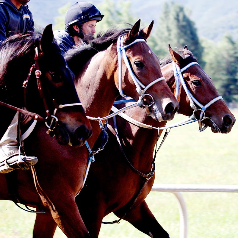 Monty Roberts Racehorse Training Flag Is Up Farms 