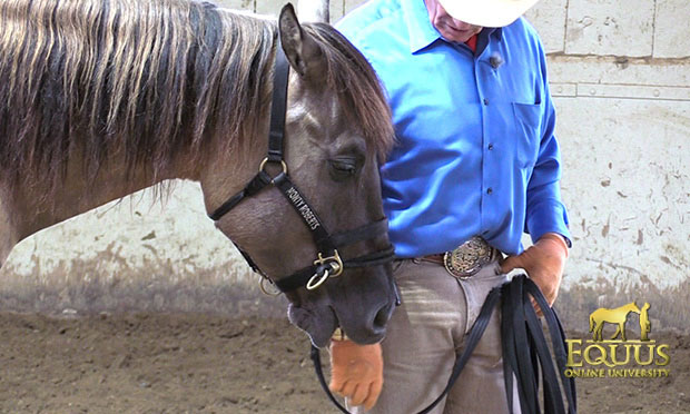 How to Stop a Horse Biting in 5 seconds - Monty Roberts Online University - free video tutorial