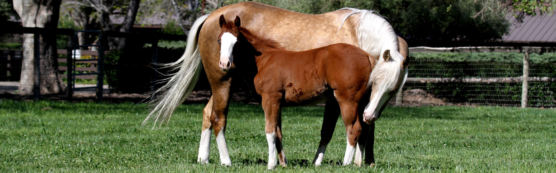 Mare and foal standing together in a field - in a herd horses learn discipline and boundaries, like not biting