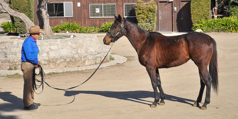 The Monty Roberts Mustang & Transition Horse Program. Adopt a Horse, California.