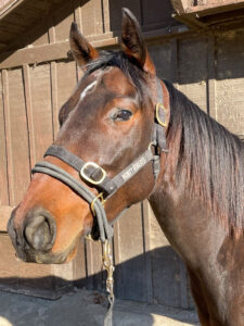 Pippin - OTTB adoption horse - gelding - California