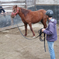 COURSES: GENTLING WILD HORSES: 5 DAYS