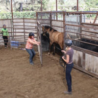 COURSES: GENTLING WILD HORSES: 5 DAYS