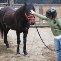 COURSES: GENTLING WILD HORSES: 5 DAYS