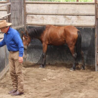COURSES: GENTLING WILD HORSES: 5 DAYS