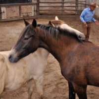 COURSES: GENTLING WILD HORSES: 5 DAYS
