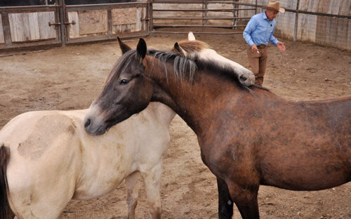 Monty Roberts Gentling Wild Horse Course