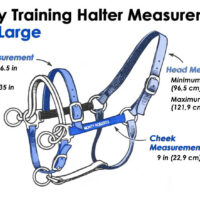 DUALLY TRAINING HALTER BLUE LARGE