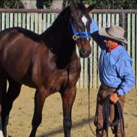DUALLY TRAINING HALTER BLUE LARGE
