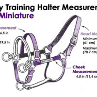 DUALLY TRAINING HALTER PURPLE MINIATURE