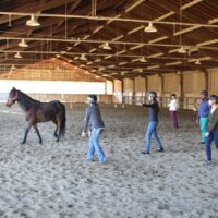 Monty Roberts Intermediate Course of Horsemanship – Course B in-action training with horses and students.