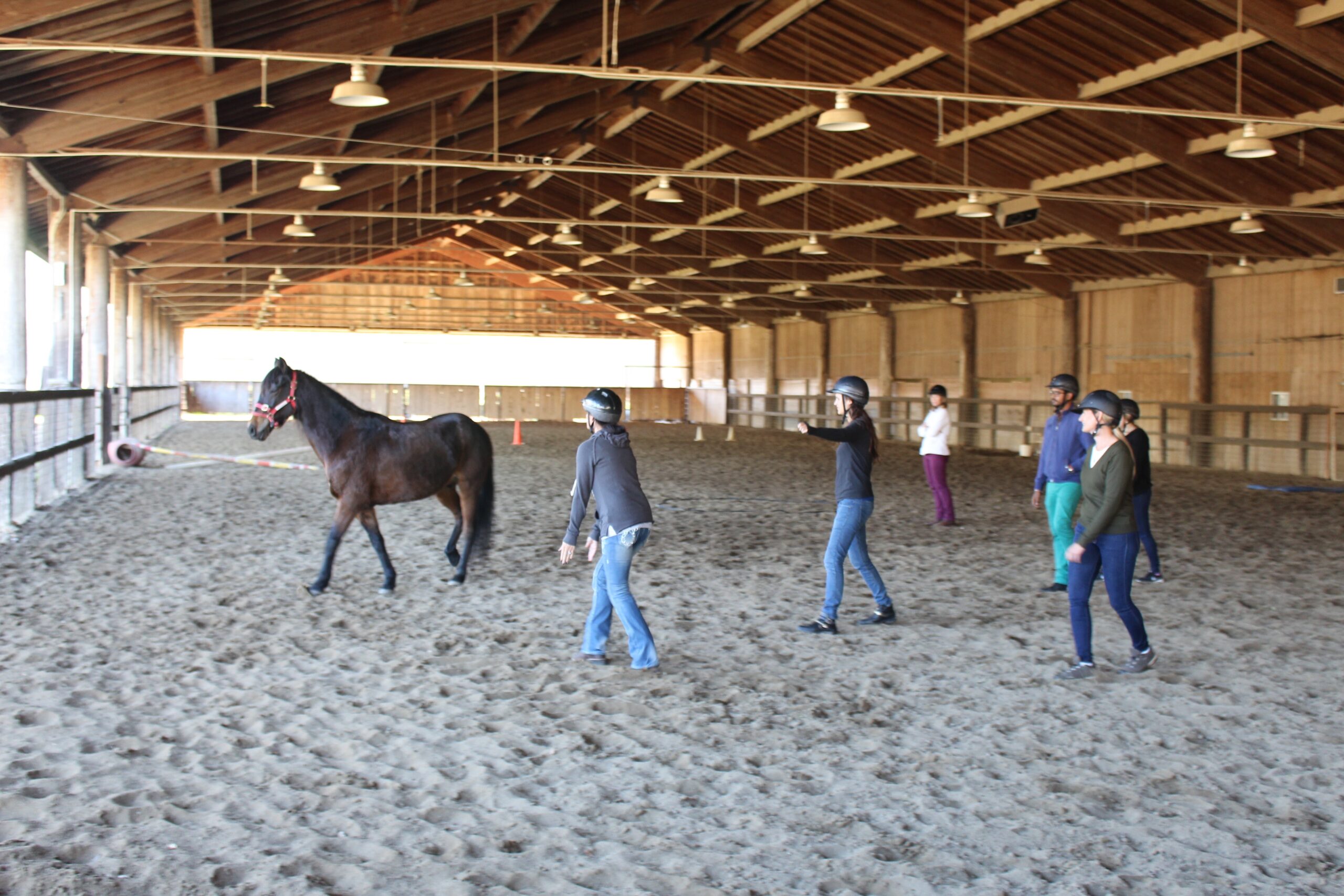 Monty Roberts Intermediate Course of Horsemanship – Course B in-action training with horses and students.