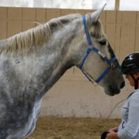 COURSES: INTRODUCTORY COURSE OF HORSEMANSHIP EXAMS: (4 DAYS)