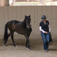NEW Introductory Course Individual Module 2: Structuring Successful and Safe Horse Training Sessions (2 Days)