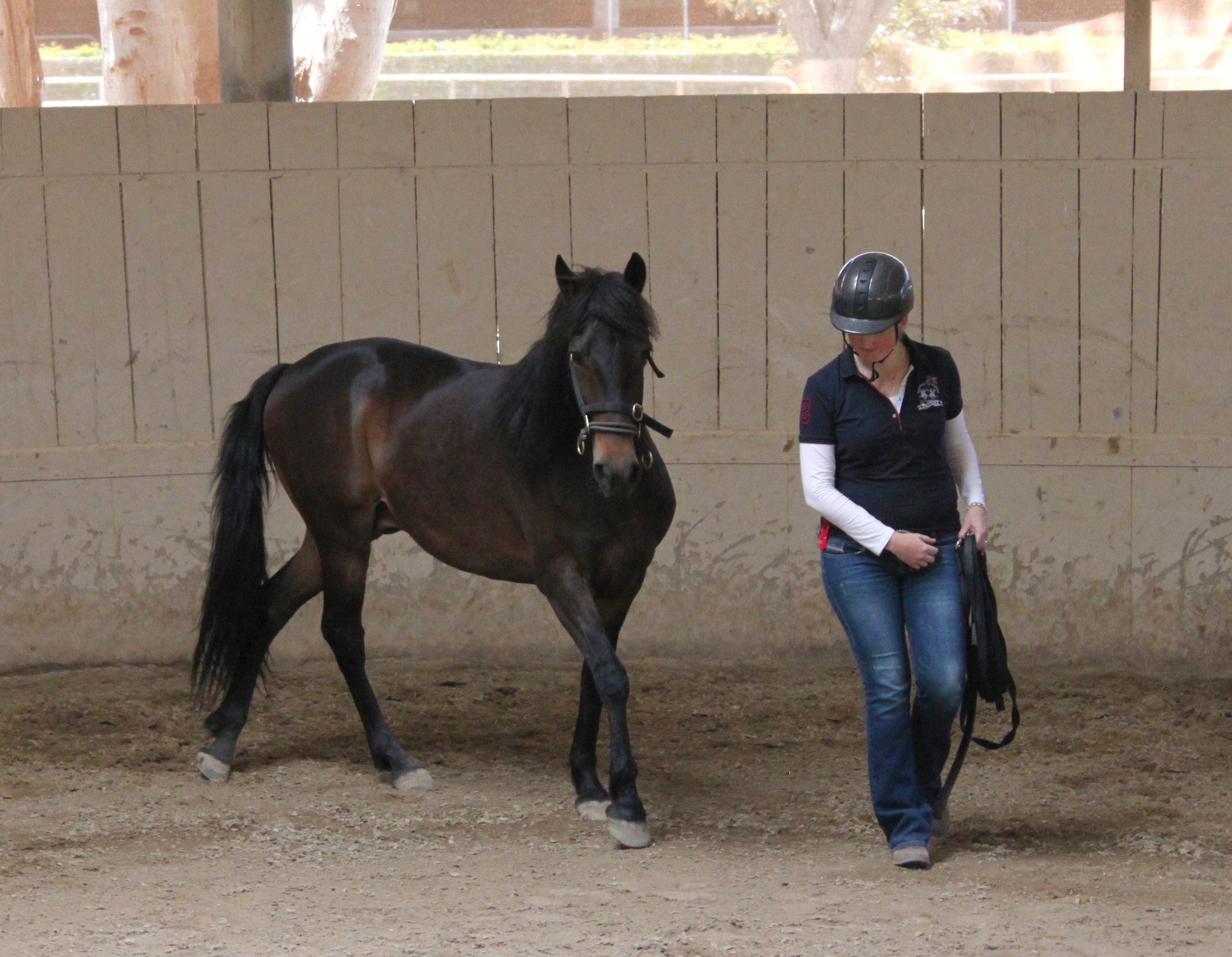 NEW Introductory Course Individual Module 2: Structuring Successful and Safe Horse Training Sessions (2 Days)