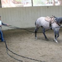 NEW Introductory Course Module 3: Safely Prepare Horses For Real-Life Situations (2 Days)