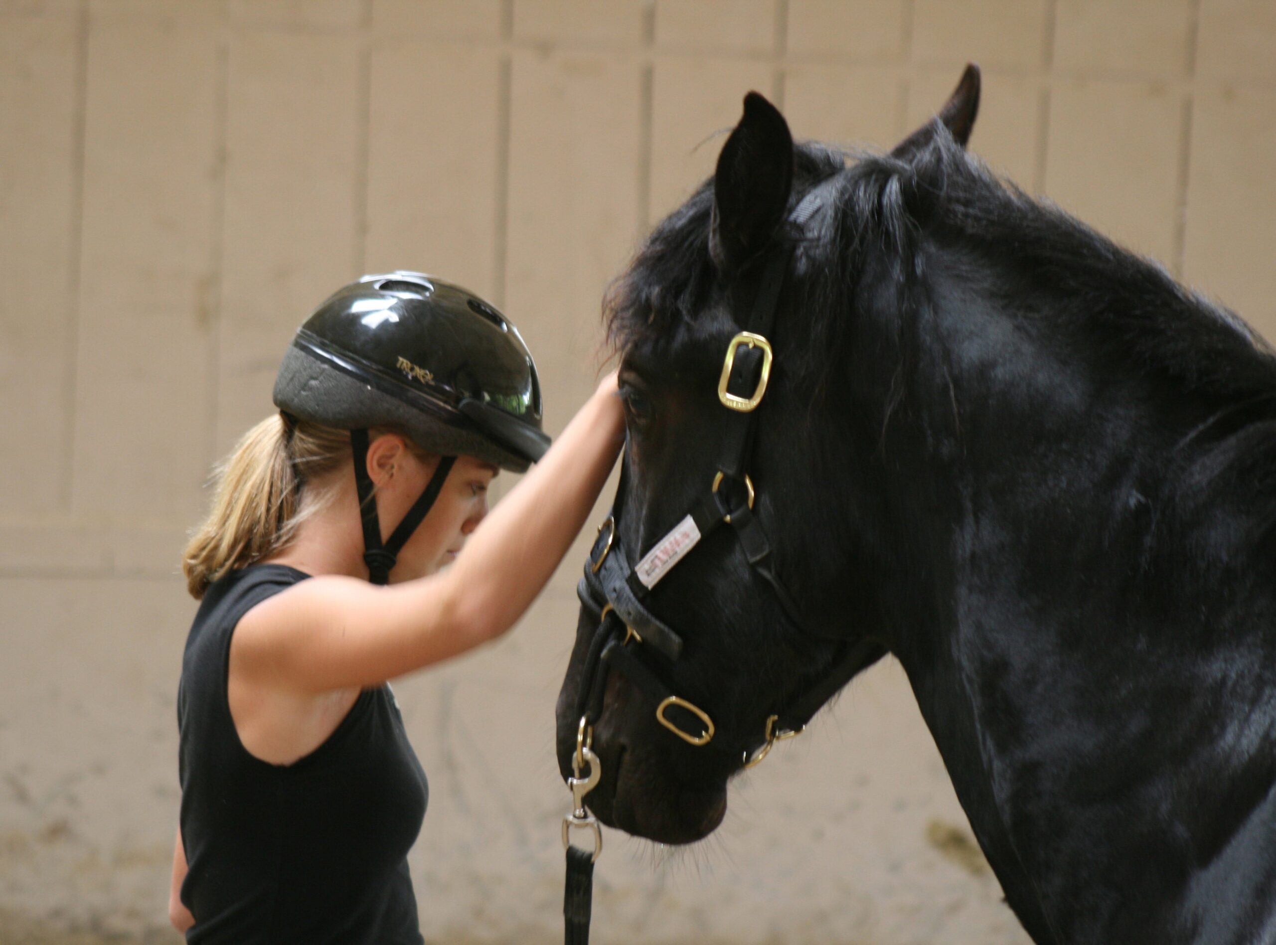 NEW Introductory Course Module 4: Join-Up Read Horse Behavior And Adjust Accordingly (2 Days)