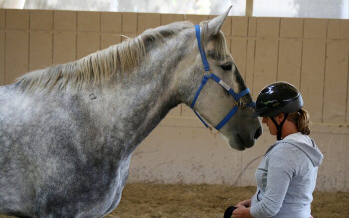 NEW Introductory Course Module 4: Join-Up Read Horse Behavior And Adjust Accordingly (2 Days)