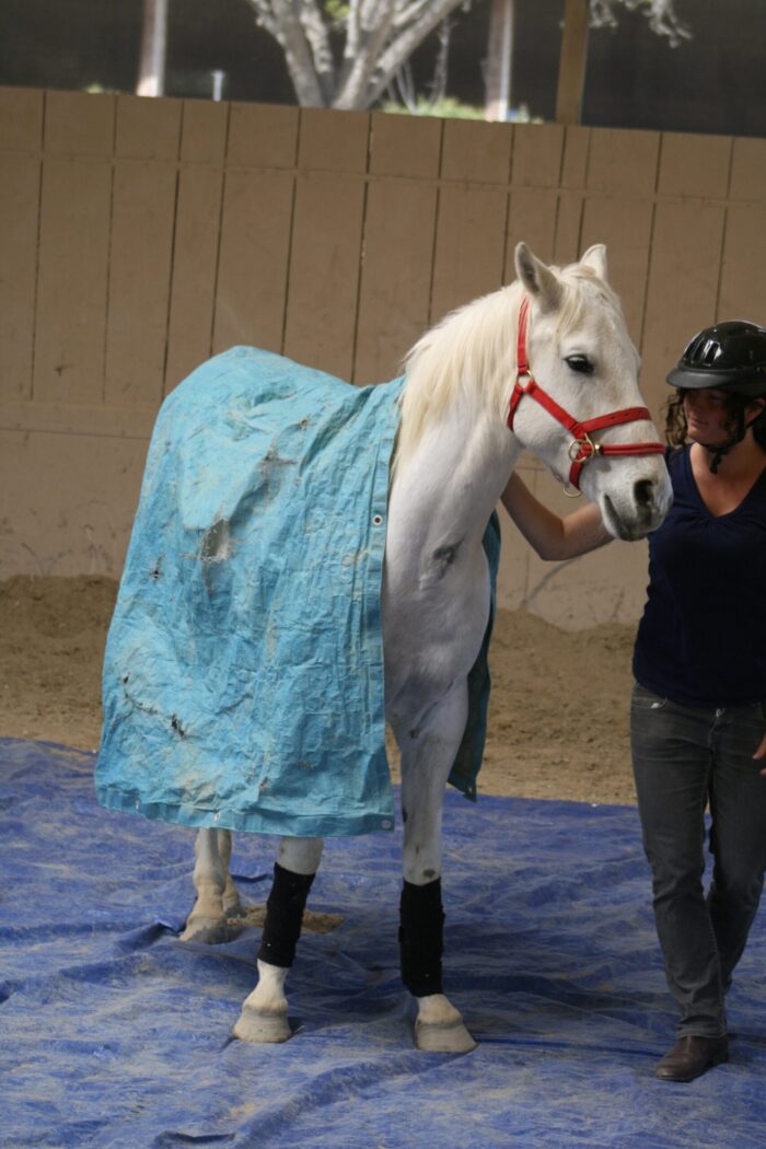 NEW Introductory Course Module 5: Long Lining With The Use Of Body Language (3 Days)