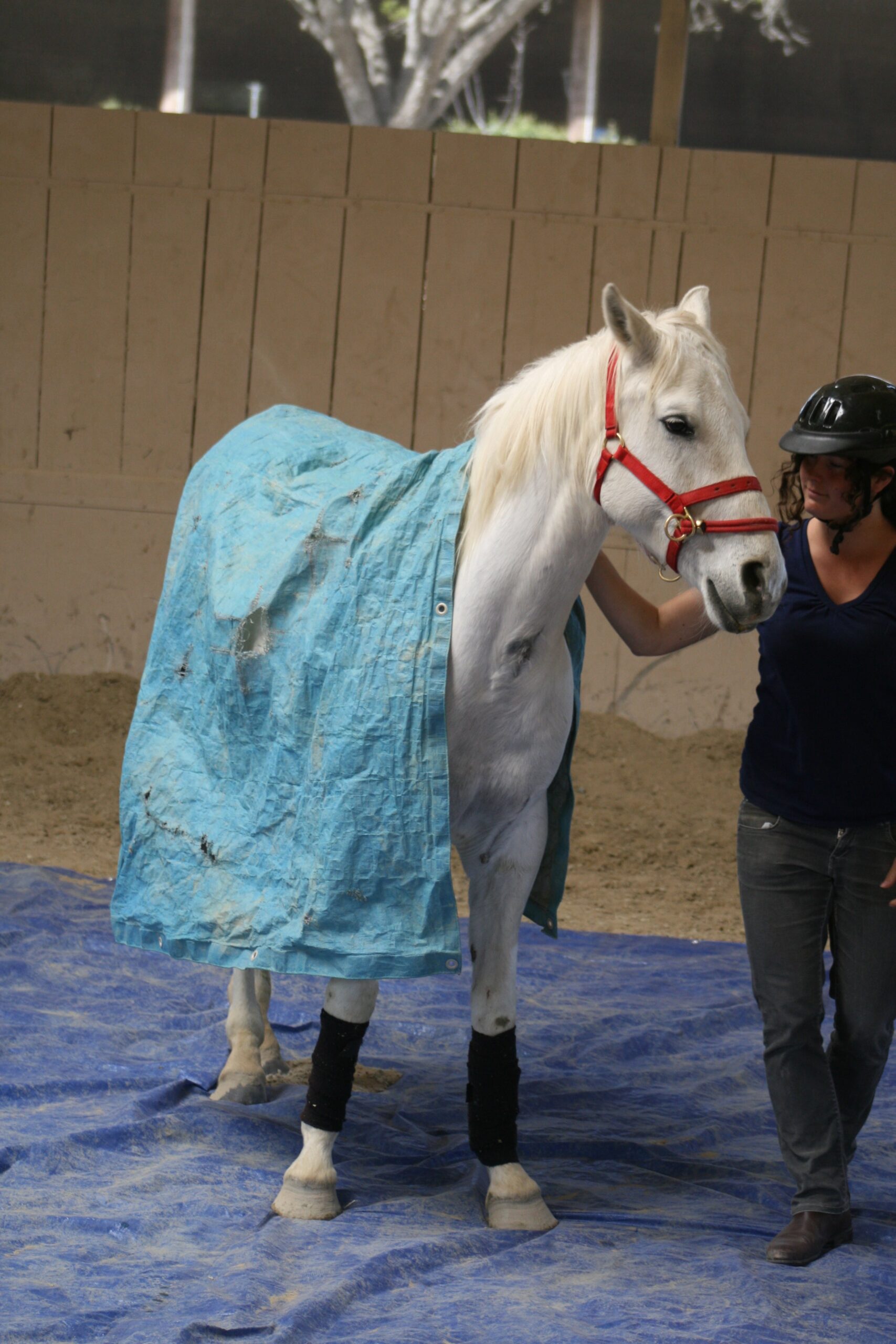 NEW Introductory Course Module 5: Long Lining With The Use Of Body Language (3 Days)