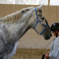 NEW Monty Roberts Introductory Course of Horsemanship (12 Days)