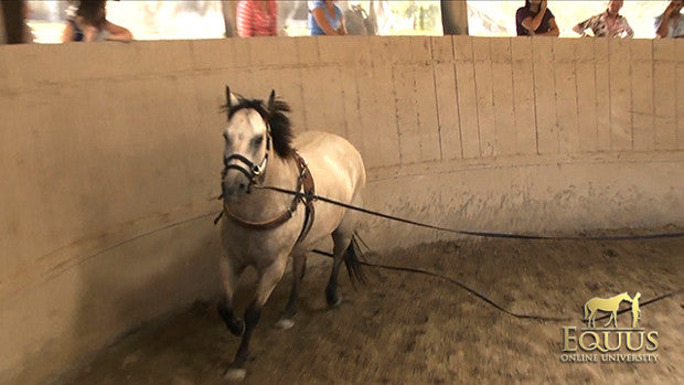 LINES - LONG LINES (SET OF TWO) 30 FT/9,4 M